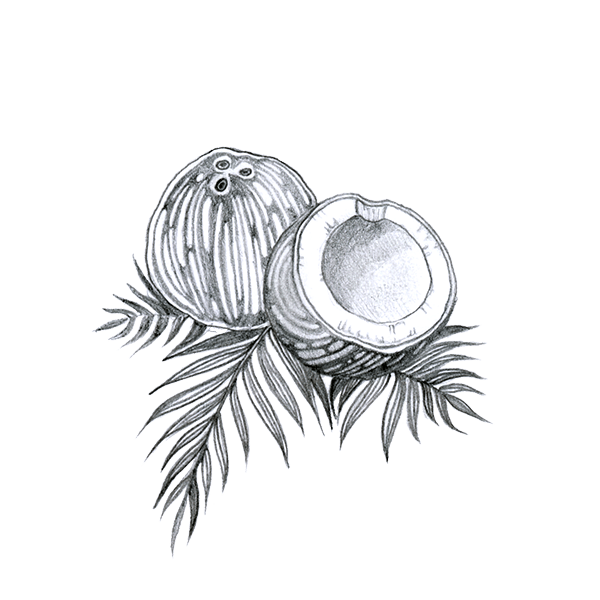 Coconut-v1599682154967