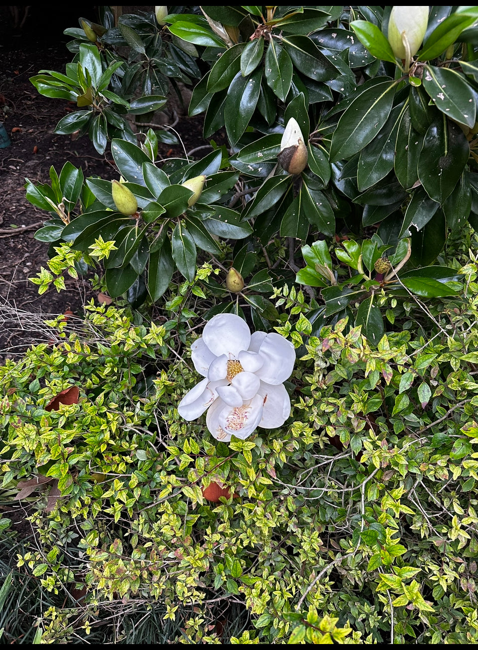 IMG_0060