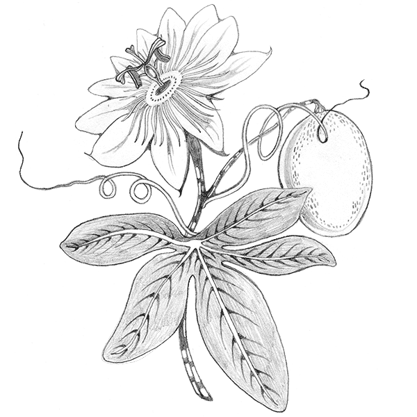 Passion-Fruit-v1599681992350