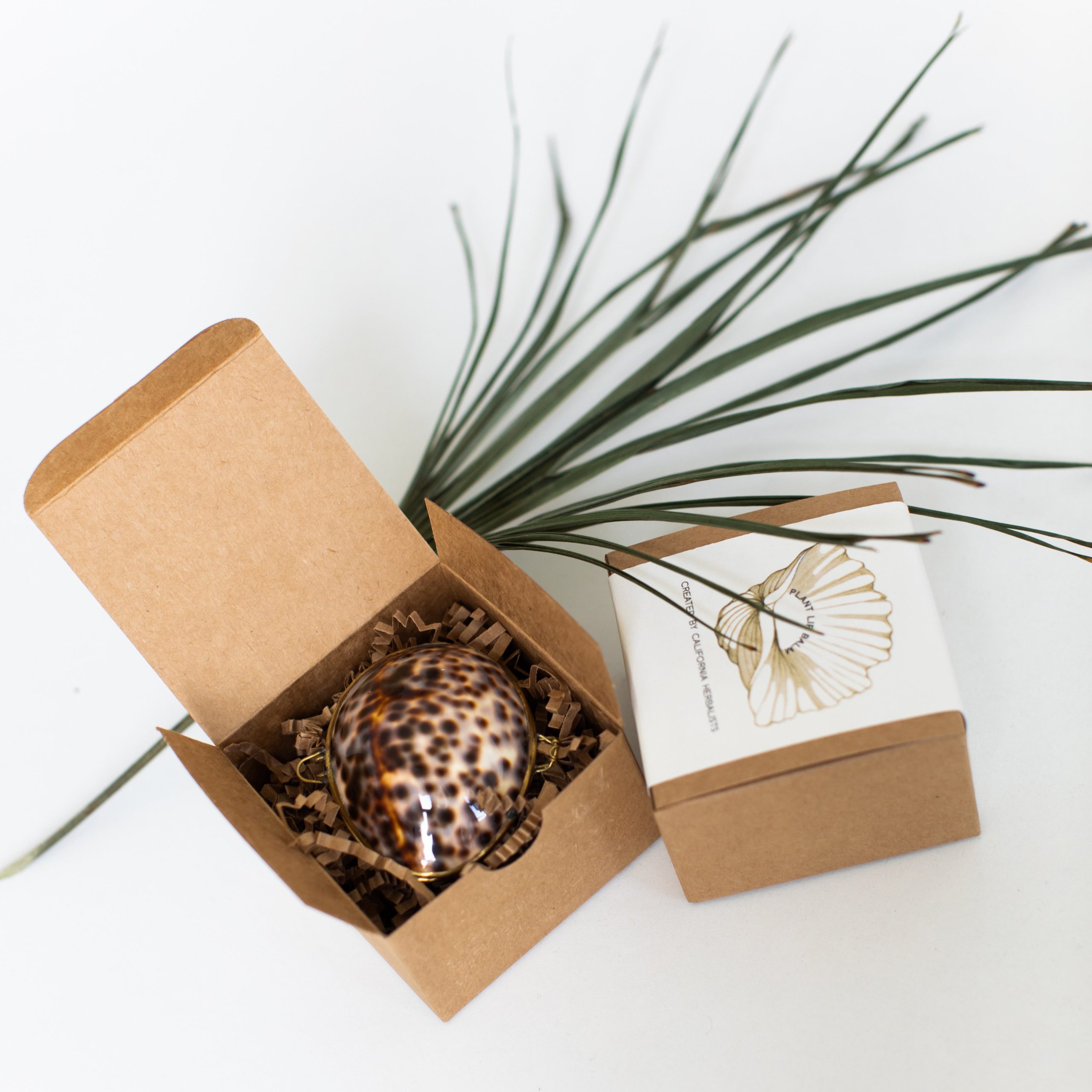 ShellBoxSQ1