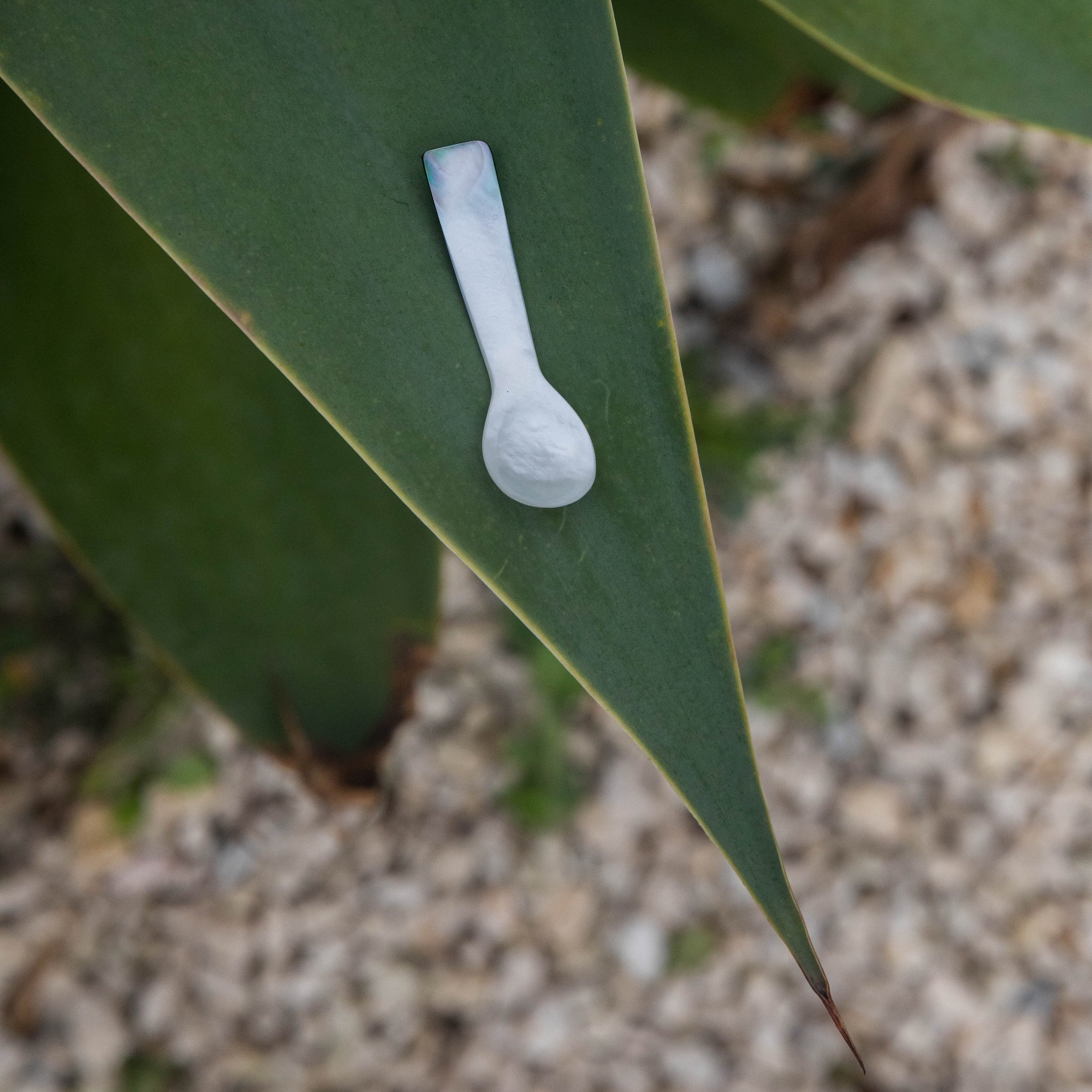 ShellSpoononleafweb_74cb4489-6239-4ec0-9a1b-cf889df2662b