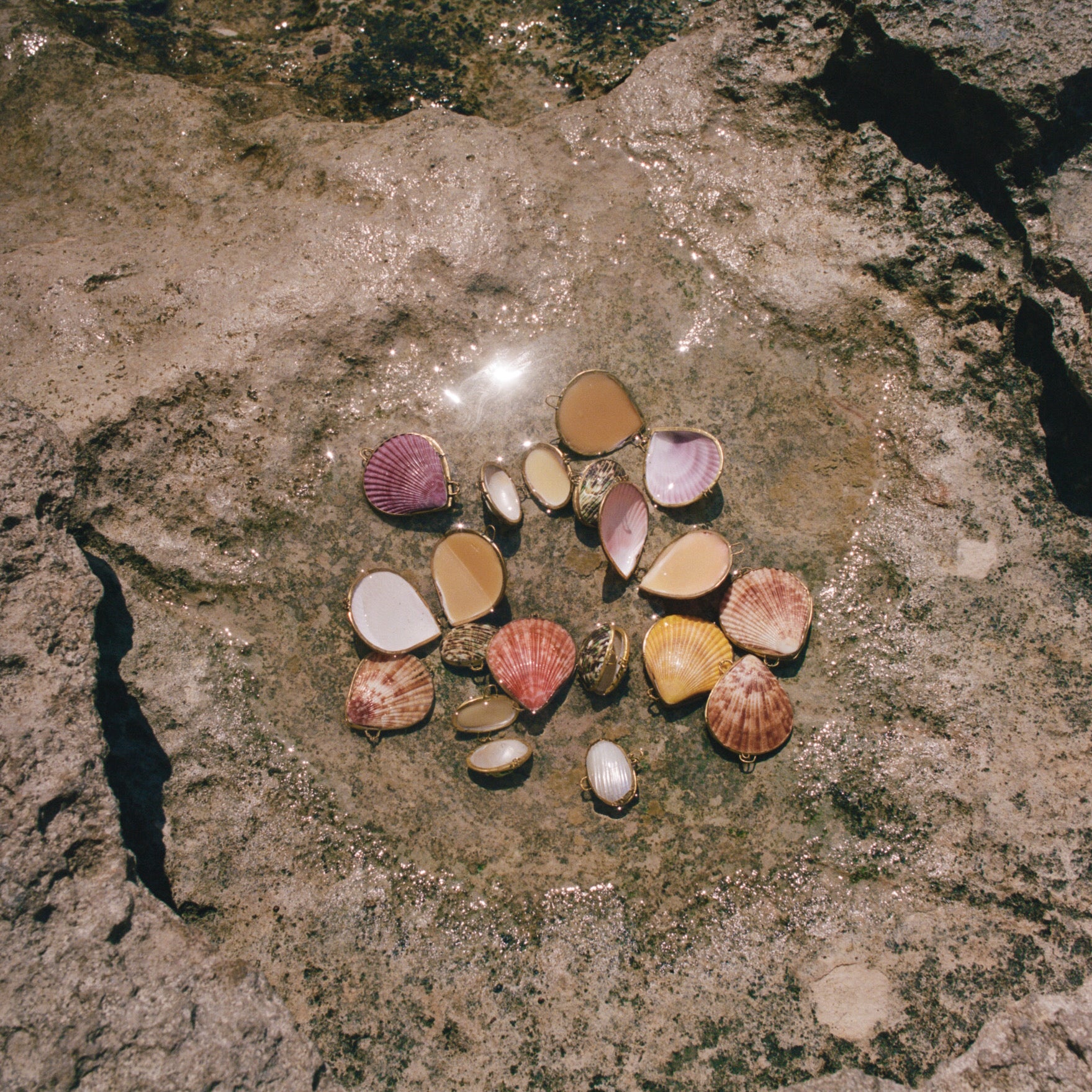 Shellgroupingonrocksweb_d30c08a6-455e-48e2-aa09-846e5312a1dd