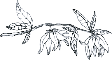 YlangYlang