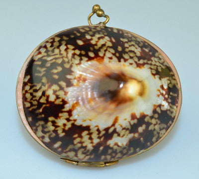 brownlimpet