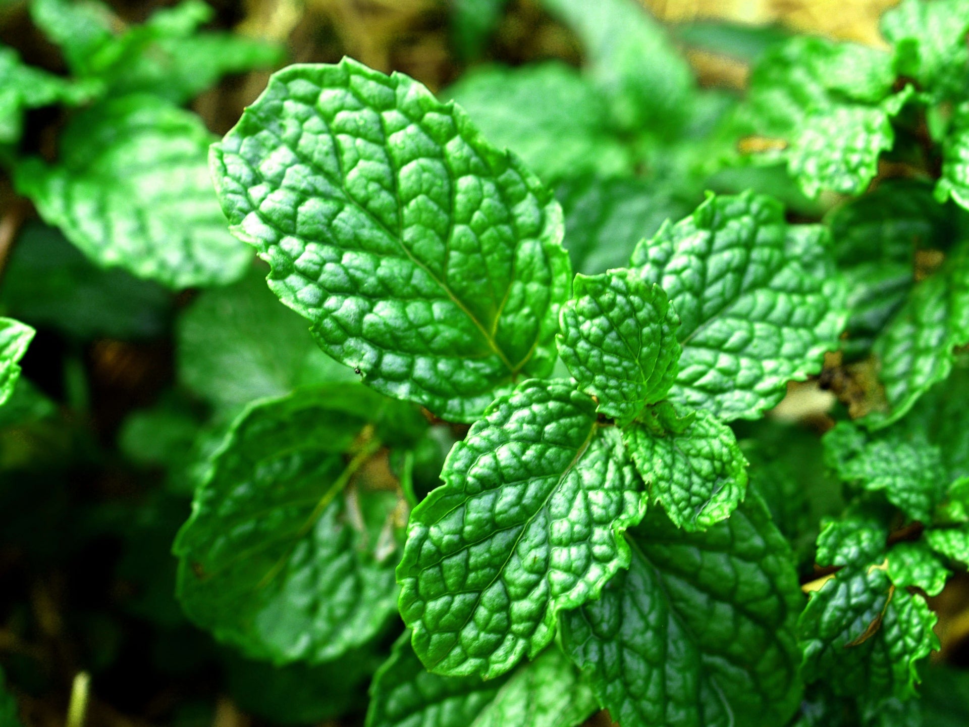 fresh-mint-leaves-1588846112mp6